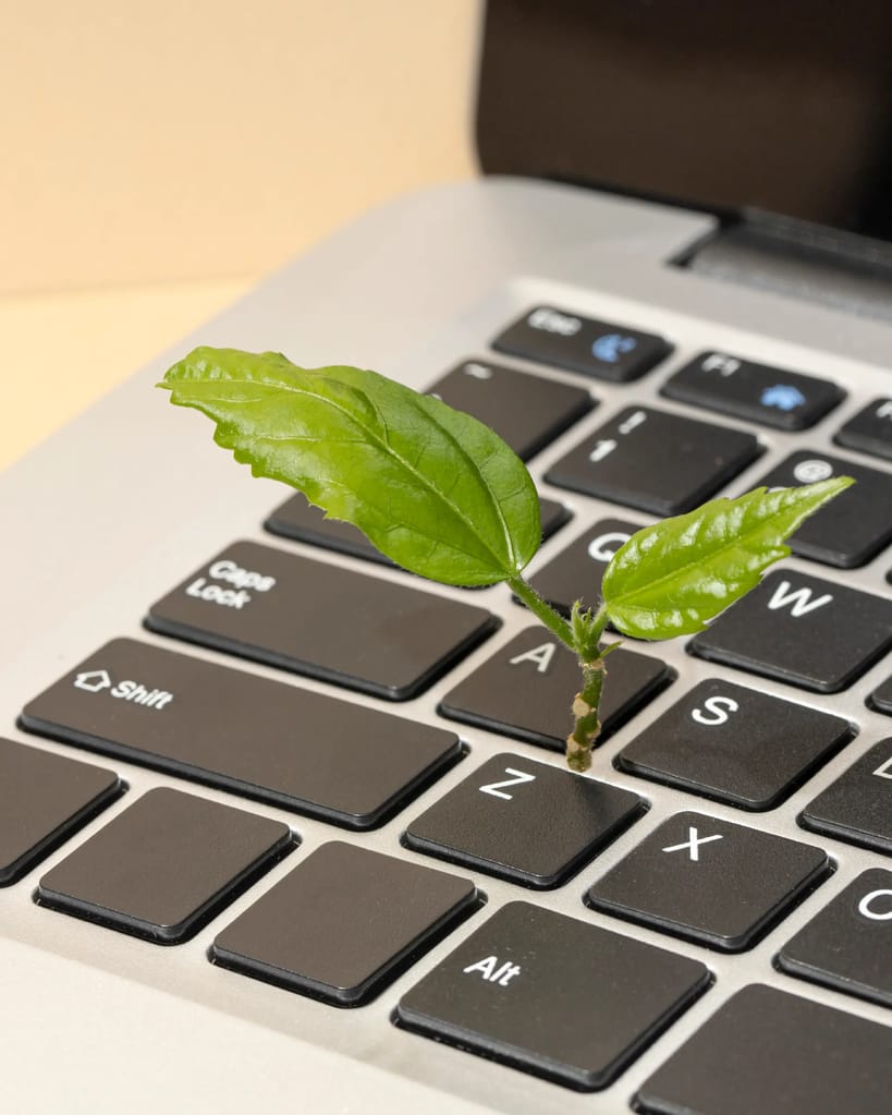 Pflanze wächst aus Laptoptastatur heraus